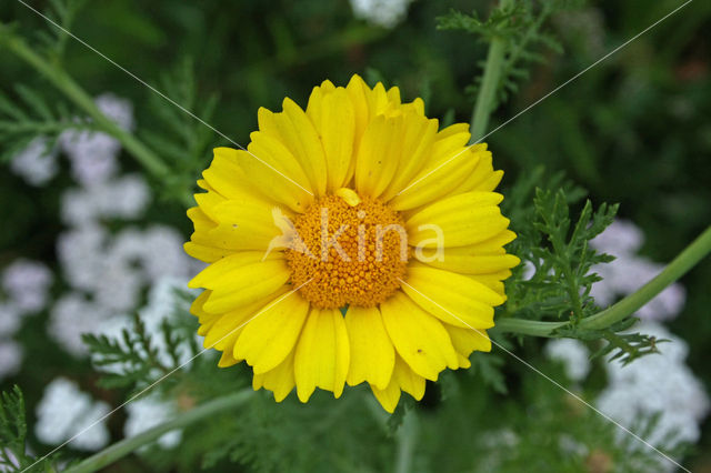 Gele ganzenbloem (Chrysanthemum segetum)