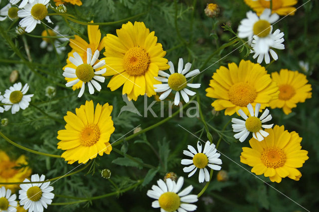 Gele ganzenbloem (Chrysanthemum segetum)