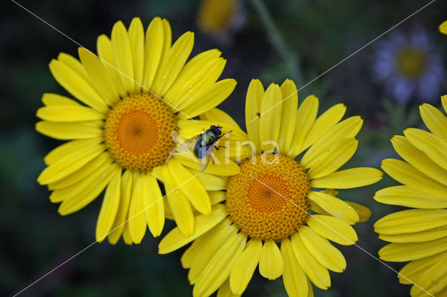 Gele ganzenbloem (Chrysanthemum segetum)