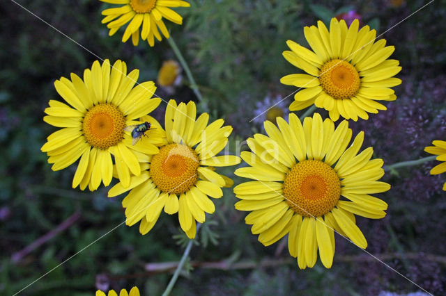 Gele ganzenbloem (Chrysanthemum segetum)