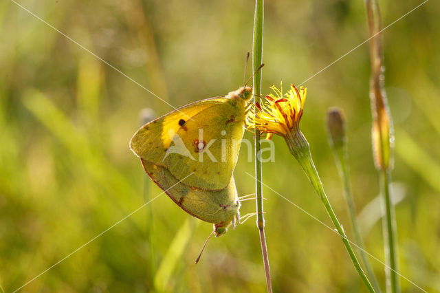 Gele luzernevlinder (Colias hyale)