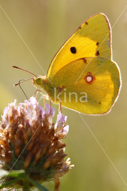 Gele luzernevlinder (Colias hyale)