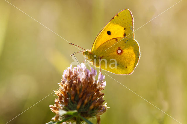 Gele luzernevlinder (Colias hyale)