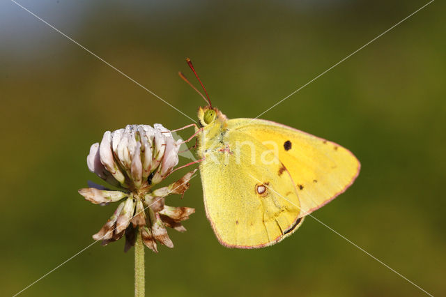 Gele luzernevlinder (Colias hyale)