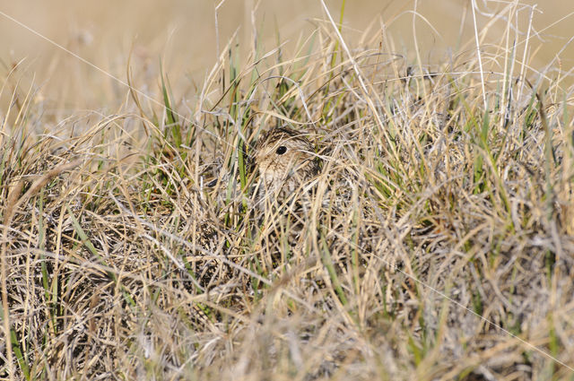 Gestreepte Strandloper (Calidris melanotos)