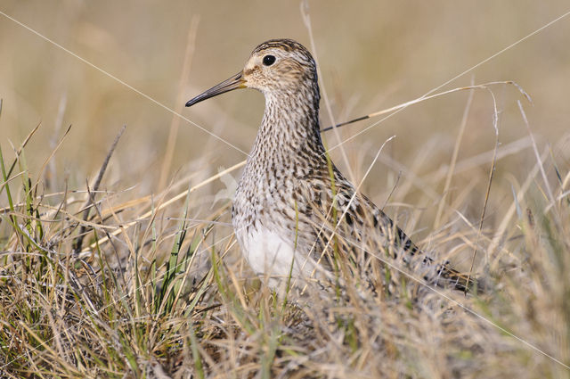 Gestreepte Strandloper (Calidris melanotos)