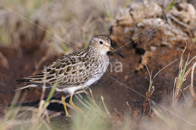 Gestreepte Strandloper (Calidris melanotos)