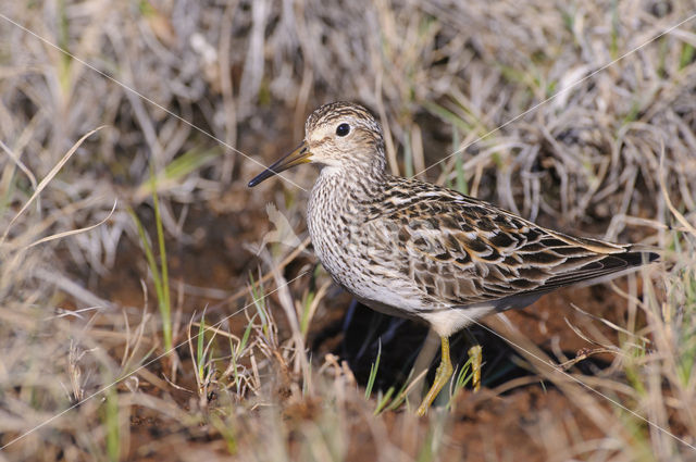 Gestreepte Strandloper (Calidris melanotos)