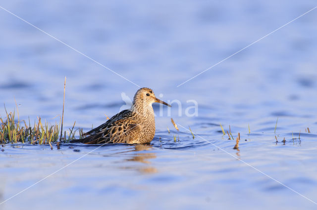 Gestreepte Strandloper (Calidris melanotos)