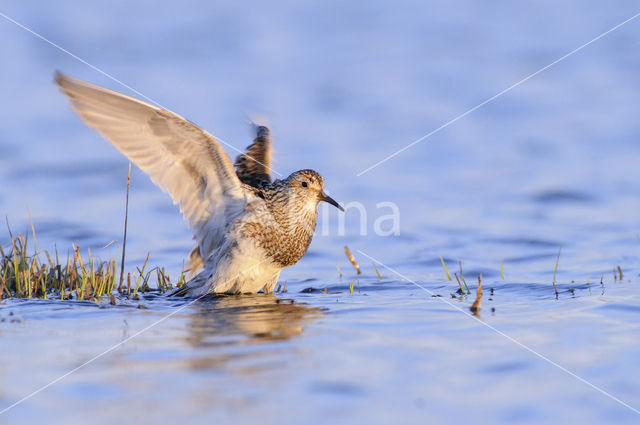 Gestreepte Strandloper (Calidris melanotos)