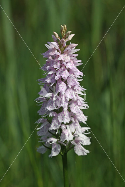 Gevlekte orchis (Dactylorhiza maculata)