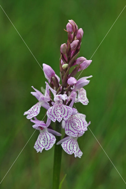 Gevlekte orchis (Dactylorhiza maculata)