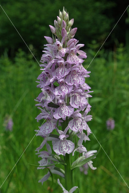 Gevlekte orchis (Dactylorhiza maculata)