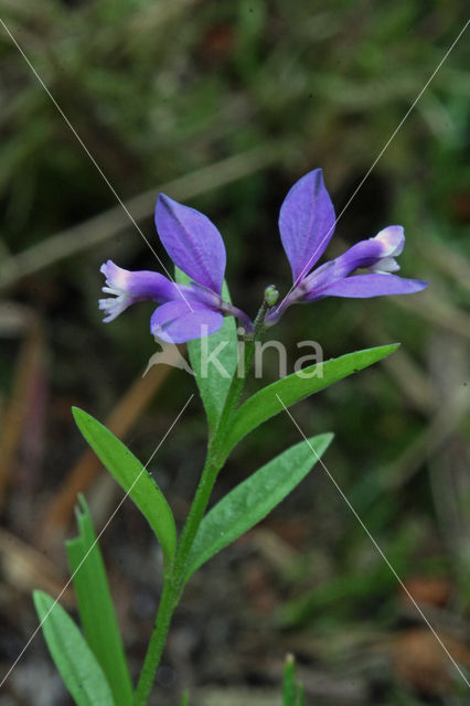 Gewone vleugeltjesbloem (Polygala vulgaris)