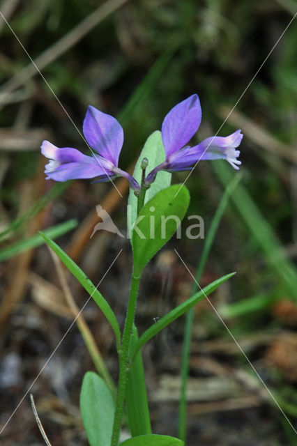 Gewone vleugeltjesbloem (Polygala vulgaris)