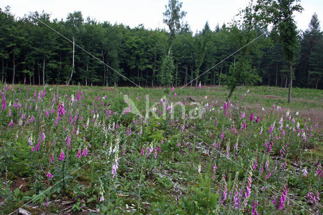 Gewoon vingerhoedskruid (Digitalis purpurea)