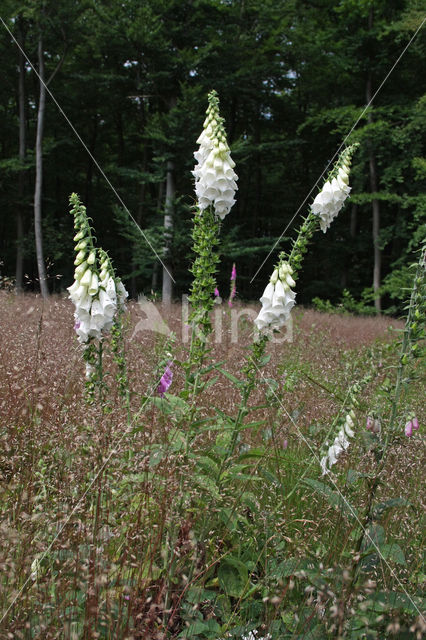 Gewoon vingerhoedskruid (Digitalis purpurea)