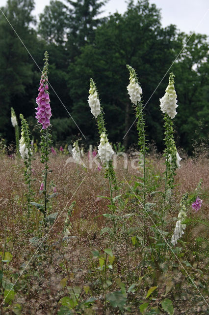 Gewoon vingerhoedskruid (Digitalis purpurea)