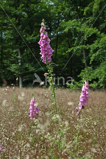 Gewoon vingerhoedskruid (Digitalis purpurea)