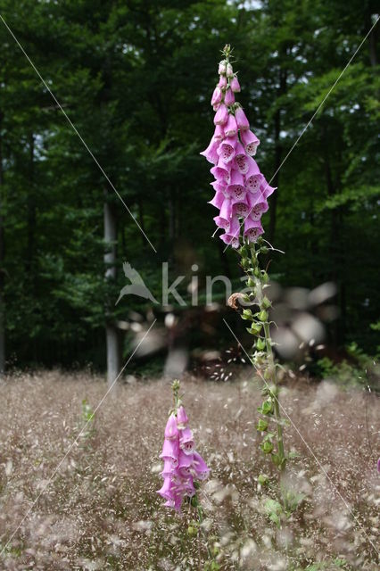 Gewoon vingerhoedskruid (Digitalis purpurea)