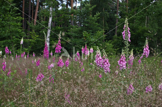 Gewoon vingerhoedskruid (Digitalis purpurea)