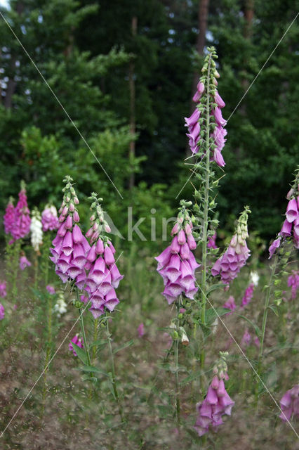 Gewoon vingerhoedskruid (Digitalis purpurea)