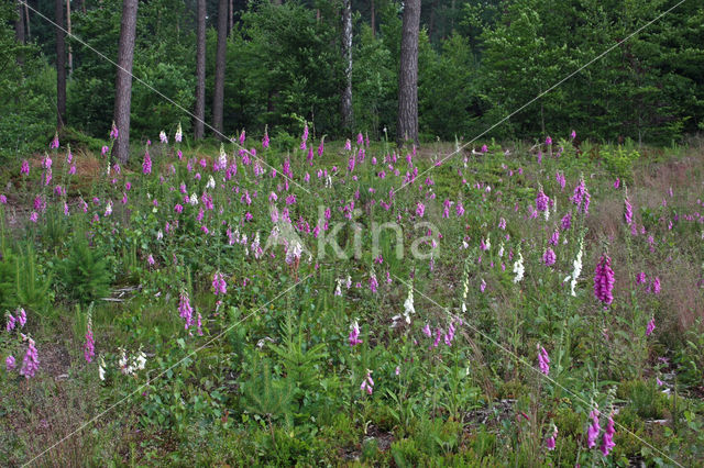 Gewoon vingerhoedskruid (Digitalis purpurea)