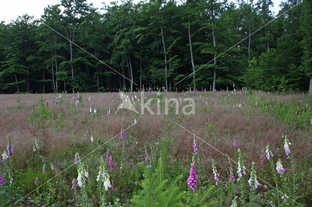 Gewoon vingerhoedskruid (Digitalis purpurea)