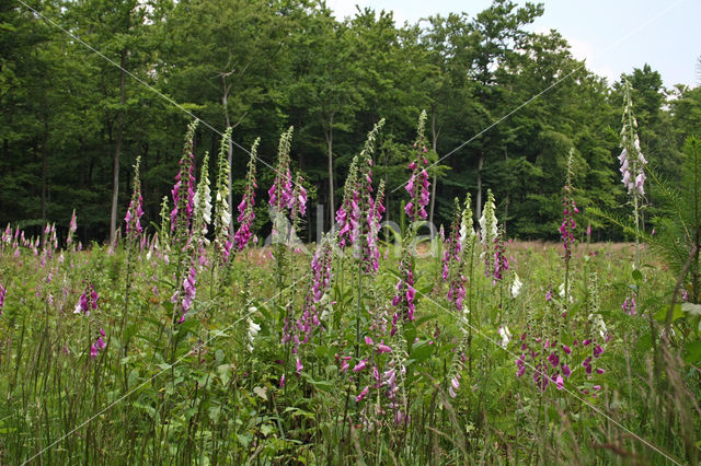 Gewoon vingerhoedskruid (Digitalis purpurea)