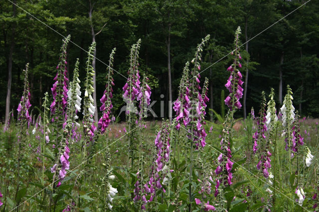 Gewoon vingerhoedskruid (Digitalis purpurea)