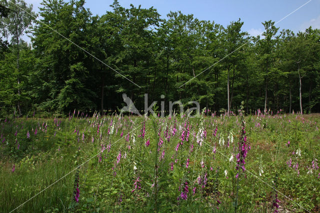 Gewoon vingerhoedskruid (Digitalis purpurea)