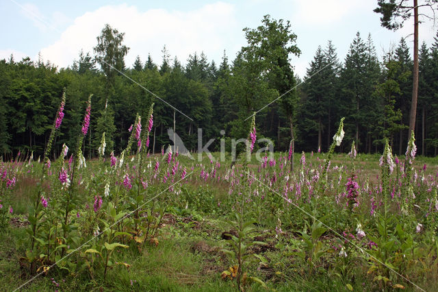 Gewoon vingerhoedskruid (Digitalis purpurea)