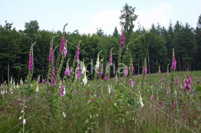 Gewoon vingerhoedskruid (Digitalis purpurea)