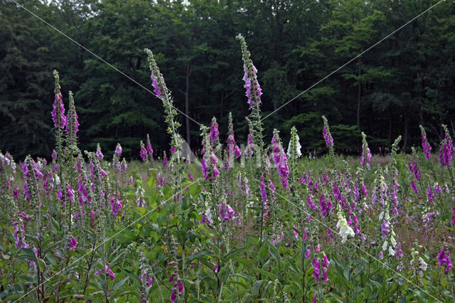 Gewoon vingerhoedskruid (Digitalis purpurea)