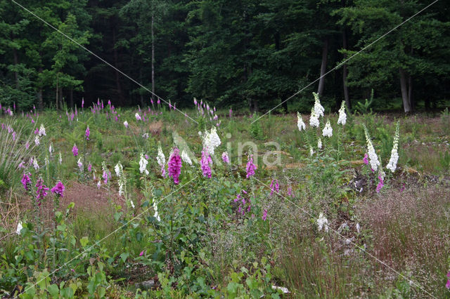 Gewoon vingerhoedskruid (Digitalis purpurea)