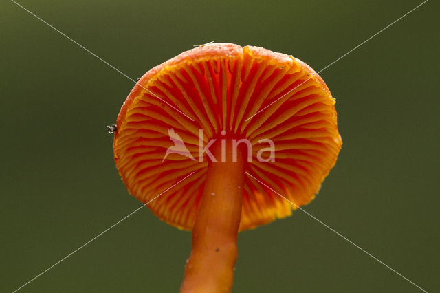 Gewoon vuurzwammetje (Hygrocybe miniata)