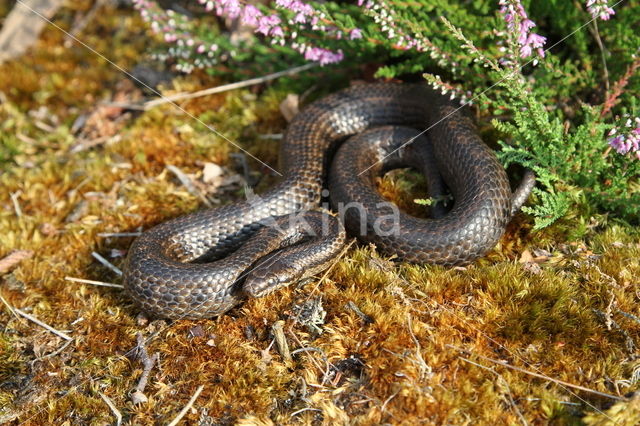 gladde slang (Coronella austriacus)