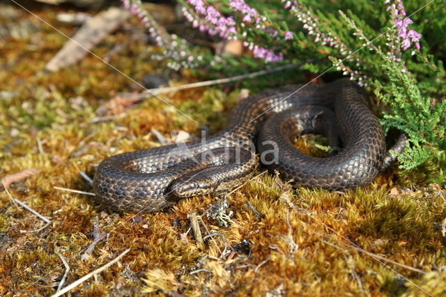 gladde slang (Coronella austriacus)