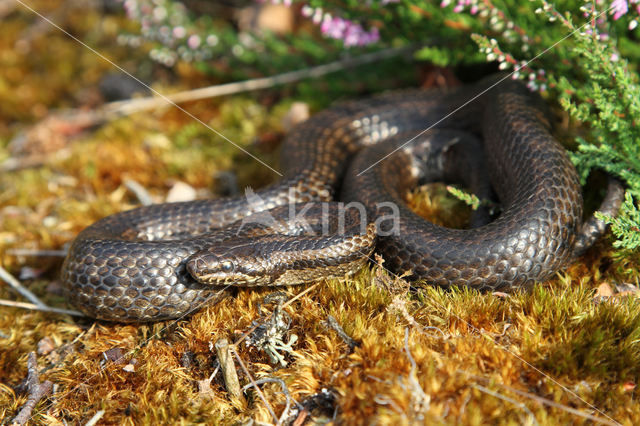 gladde slang (Coronella austriacus)