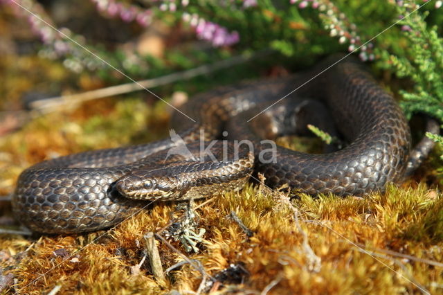 gladde slang (Coronella austriacus)