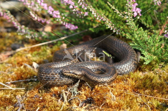 gladde slang (Coronella austriacus)