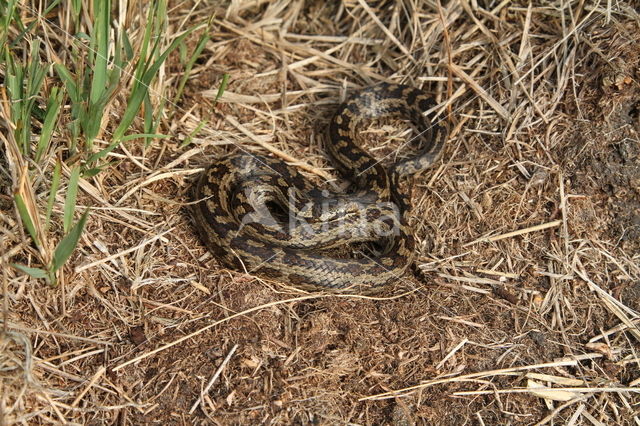 gladde slang (Coronella austriacus)