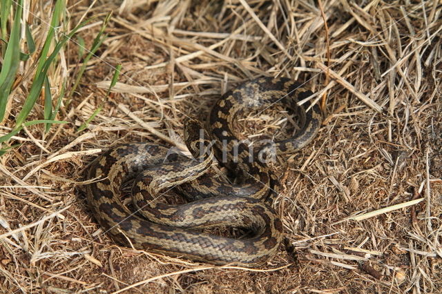 gladde slang (Coronella austriacus)