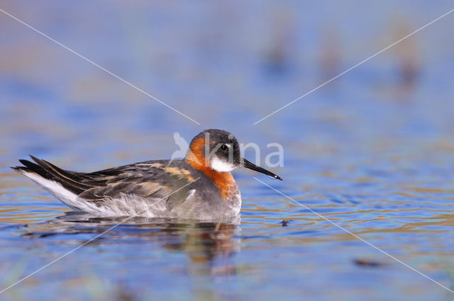 Grauwe Franjepoot (Phalaropus lobatus)