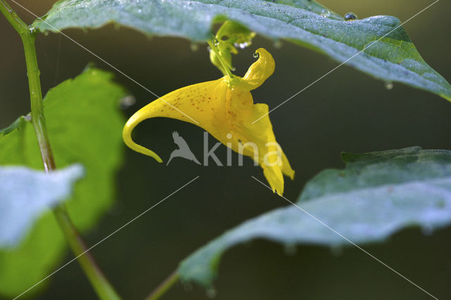 Groot springzaad (Impatiens noli-tangere)