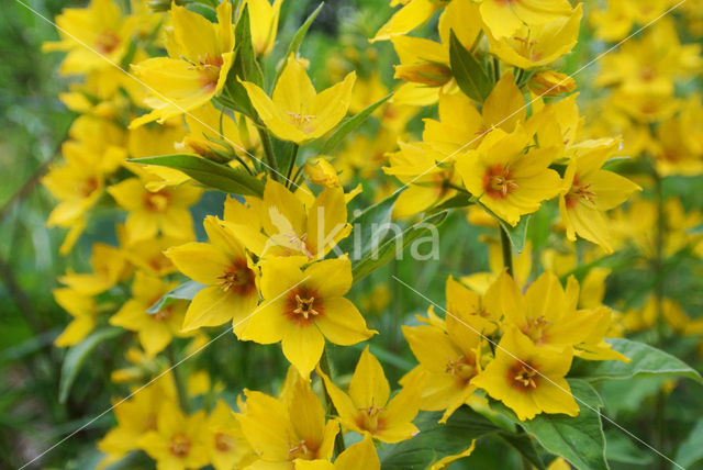 Grote wederik (Lysimachia vulgaris)