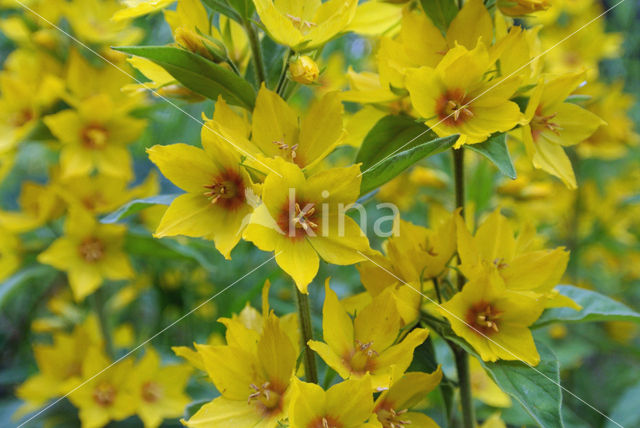 Grote wederik (Lysimachia vulgaris)