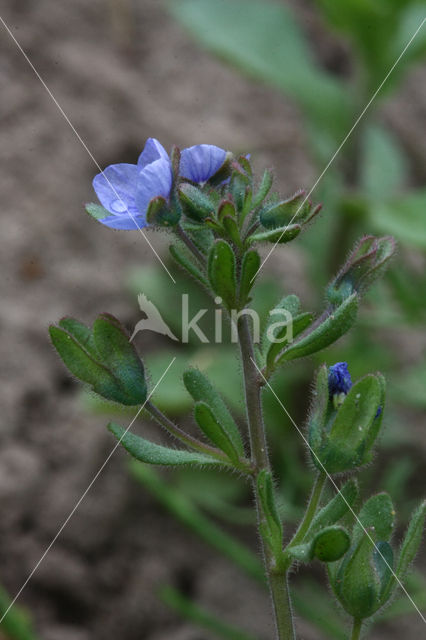 Handjesereprijs (Veronica triphyllos)