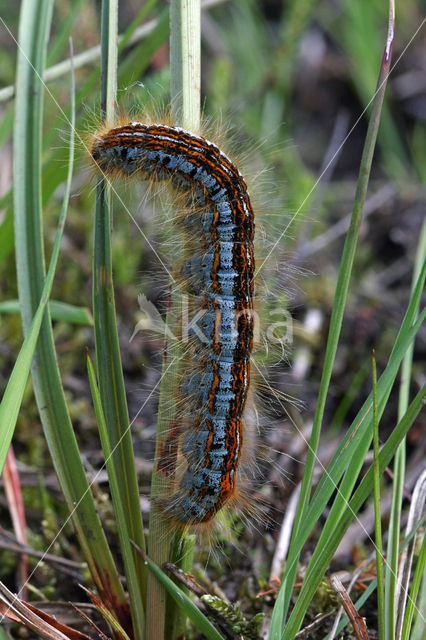 Heideringelrups (Malacosoma castrensis)