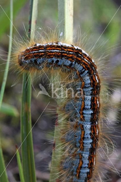 Ground Lackey (Malacosoma castrensis)